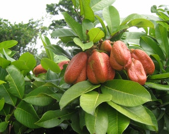 Seso Vegetal Blighia sapida, Cupania sapida, Ankye, Achee, Akee, Ackee apple,, Vegetable Brain Powerful Herb used for Protection