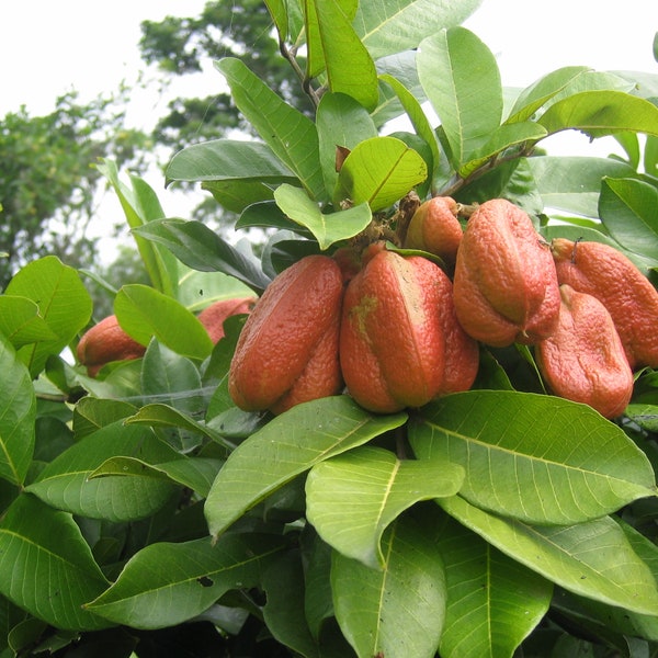 Seso Vegetal Blighia sapida, Cupania sapida, Ankye, Achee, Akee, Ackee apple,, Vegetable Brain Powerful Herb used for Protection