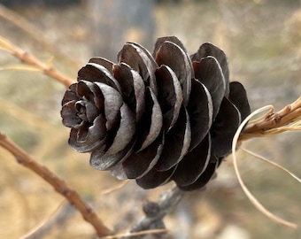Pine Cone Rose Photo Card,  5X7 All Occasion Greeting Card, Blank Interior