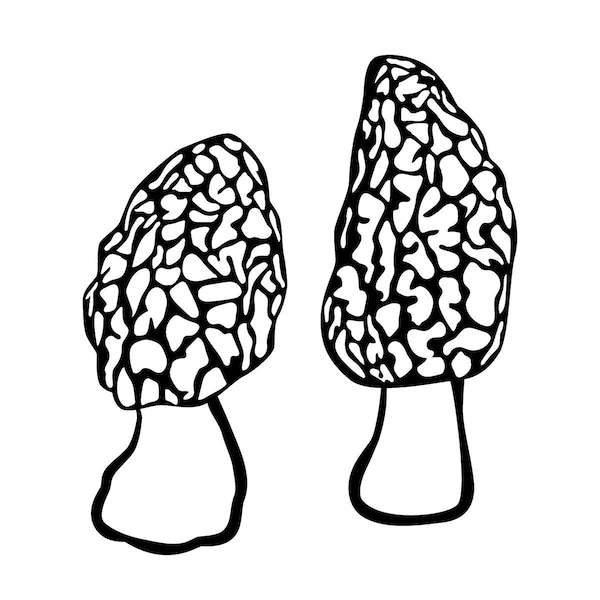 Morel Mushroom