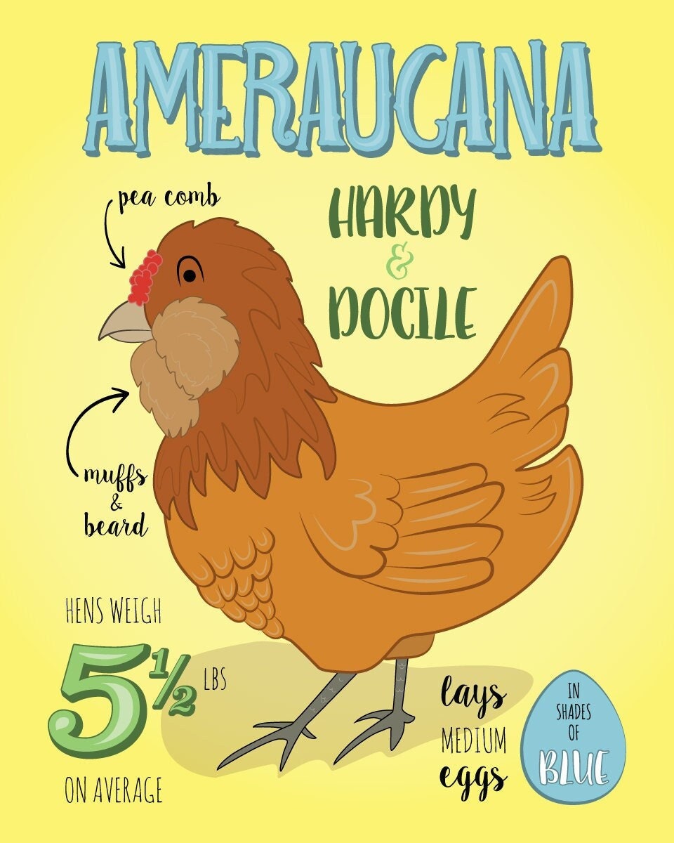 Ameraucana Chicken Facts 8x10 Print - Etsy
