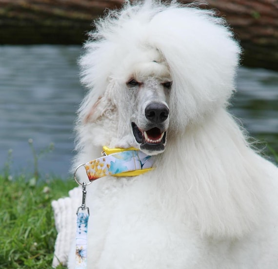 Tangle Free Collar for Poodle Sighthound/protective Silky Dog