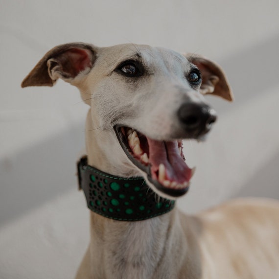 Wide Leather Collar for Sighthounds Extra Wide Leather Collar Luxury Leather Collar for Greyhound Whippet Other Sighthounds Etsy