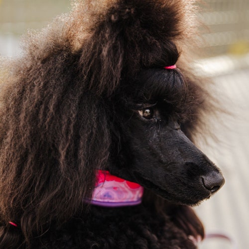 Tangle Free Collar for Poodle Silky Collar for Poodle - Etsy Tangle Free Collar for Poodle Silky Collar for Poodle - Etsy