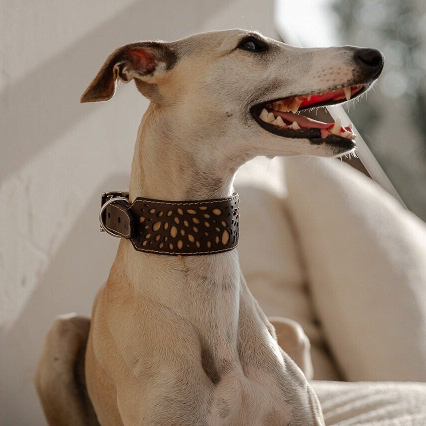 Collar para perro de cuero, decorado con hermosas costuras y pedrería. - España
