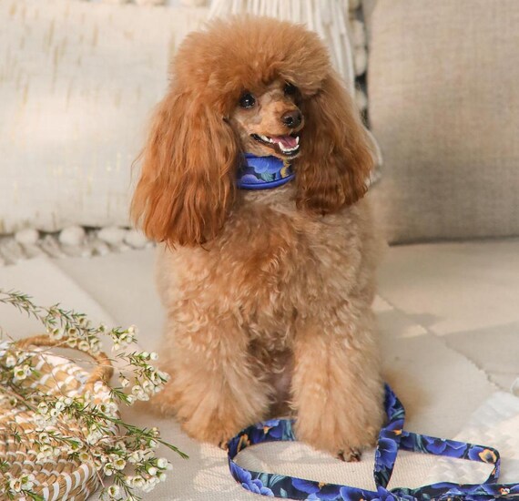 zugstopp halsband windhund Fano - Zugstopp Halsband für Hunde main image 1