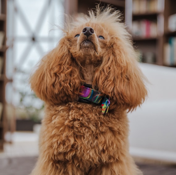 Poodle protective cheap collars