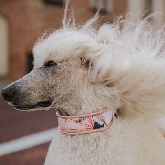 Poodle protective collars 2025