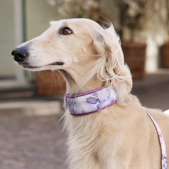 Tangle-Free Silky Dog Collar for Poodles & Sighthounds | Hair Saver Padded Collar | Gentle Long-Hair Dog Collar