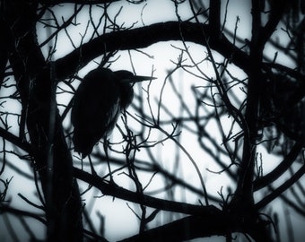 Great Blue Heron in Pennsylvania. Fine Art Photography. Wildlife Photography Wall Art. Nature Lover Art.  Photography Wall Art