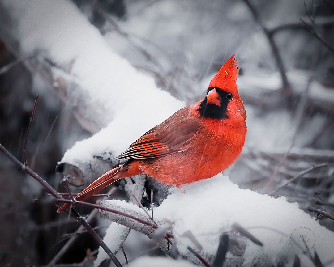 Cardinal in Winter, Bird Photography, Nature Wall Art, Canvas Prints