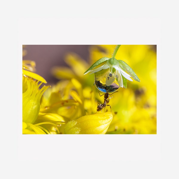 Ant Drinking From Flower, Digital Download, Wall Art, 2:3 Ratio, Macro Photography