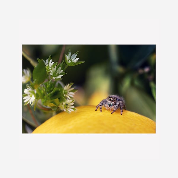 Phidippus Audax Jumping Spider on a Lemon tree, Téléchargement numérique, Art mural, ratio 2:3