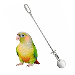 May include: A small green-cheeked conure parrot with green, yellow, and reddish-orange feathers stands next to a metal bird toy. The toy consists of a long, thin silver rod with a circular metal disc at the bottom and a carabiner clip at the top.