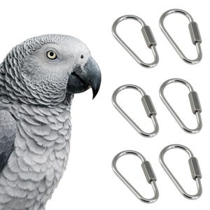 May include: A gray parrot with a black beak and a close-up of six silver metal carabiner clips. The parrot is on the left side of the image, and the carabiners are on the right side.