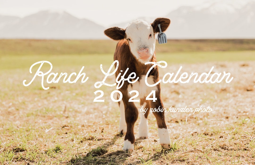 Cow Calendar 2024, 11.5 X 14.5 2024 Wall Calendar, Ranch Life Calendar