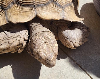Turtle photo