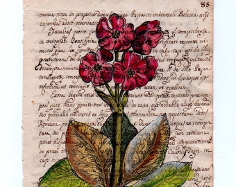 Vintage floral lithograph on antique paper covered with writings on both sides. Auricula Ursi flower. Primrose image. Hand-coloured.