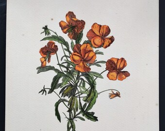 Vintage lithograph impression of antique botanical print by Jo Jacobus de Rubeis Printed in 1980s Bulbous buttercup.Hand-coloured.Unframed