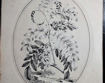 Vintage lithograph impression of antique botanical engraving by Abraham Munting (17th century). Acacia Major. Printed in 1980s.