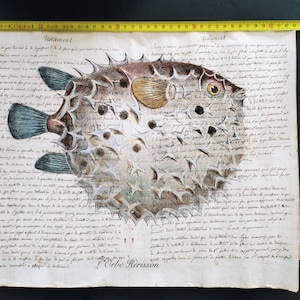 Vintage lithograph on antique Florentine paper covered with writings on both sides. Puffer fish. "L'orbe herisson". Hand-coloured.