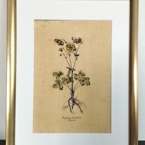 Litografia d'epoca impressione di antica stampa botanica di Aquilegia stellata flore purpureo. Stampato nel 1980. Colorato a mano.Senza cornice