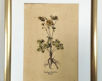 Vintage lithograph impression of antique botanical print of Aquilegia stellata flore purpureo. Printed in 1980s. Hand-coloured.Unframed
