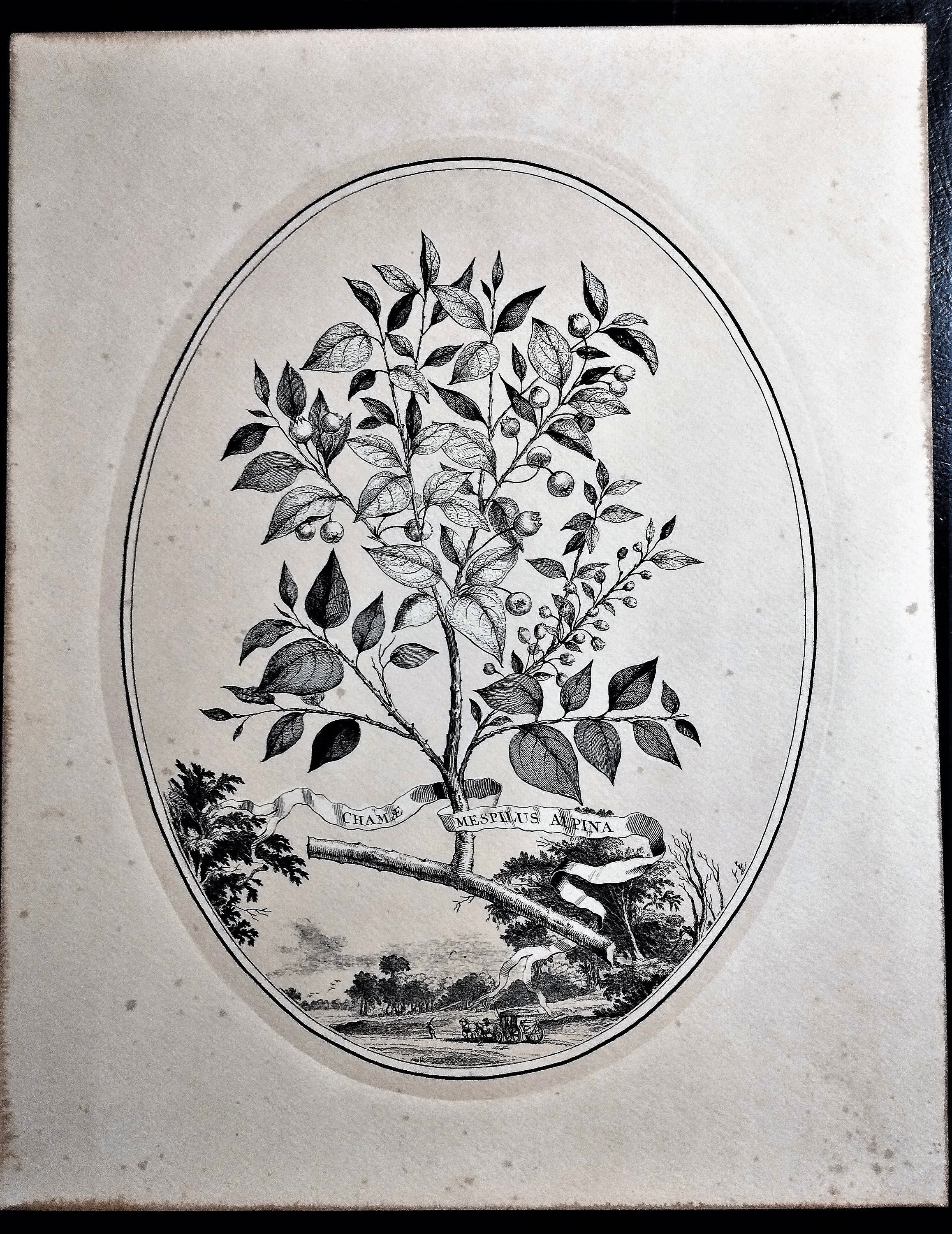 Vintage lithograph impression of antique botanical engraving by Abraham Munting (17th century). Chame Mespilus Alpina. Printed in 1980s.