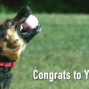 Congrats To You! l MP4 l Digital l Instant Download l Congratulations l Success l Achievement l Musical Ecard l Dogs l Cat l Swim l Beach l