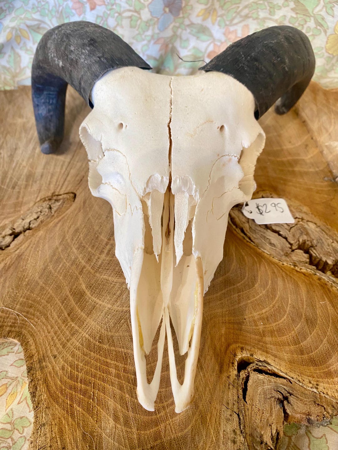 Icelandic Ram Skull- Oak - Etsy