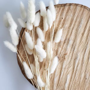 Queues de lapin séchées, Lagurus ovatus blanc naturel, décoration minimaliste