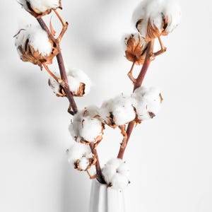 May include: A white vase holds several cotton stems with fluffy white cotton bolls and brown branches. The cotton is in full bloom, creating a soft, natural aesthetic. The vase is white and has a ribbed design.