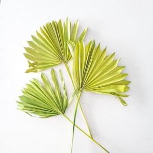 Grande palma secca, foglia di palma verde, forniture floreali, centrotavola, foglia boho, arredamento boho per la casa