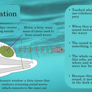 Marine Biology Home School Science Lessons: Ages 9-11 - Etsy