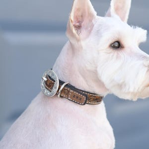 Customizable Hand-Tooled Leather Dog Collar