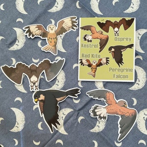 British Bird of Prey Sticker Pack, Waterproof, Glossy bird stickers - Peregrine Falcon, Osprey, Red Kite, Kestrel