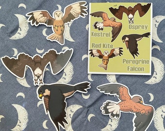Paquete de pegatinas de aves rapaces británicas, impermeables, con acabado brillante: halcón peregrino, águila pescadora, milano real, cernícalo.