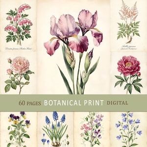 Op de afbeelding: Een verzameling botanische illustraties met diverse bloemen waaronder gebroken hartjes, irissen, rozen, pioenrozen, viooltjes, blauwe druifjes, pronkerwten en klokjesbloemen op verouderd papier, met de tekst 60 PAGES BOTANICAL PRINT DIGITAL.