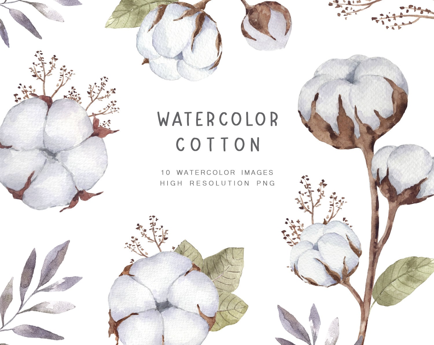 Watercolor Cotton Clipart, Cotton Flowers PNG, Flower Clipart