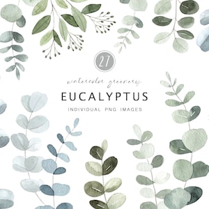 Imágenes prediseñadas de eucalipto de acuarela, imágenes prediseñadas de vegetación, imágenes prediseñadas florales, PNG de eucalipto, imágenes prediseñadas de boda, vegetación de acuarela, PNG de vegetación