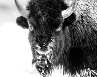 Yellowstone Bison in Black and White