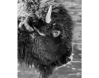 Black and White Juvenile Bison on Aluminum Dibond Print
