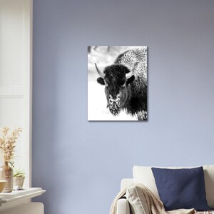Black and White Bison on Aluminum Dibond Print image 2