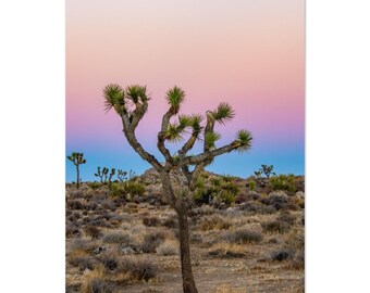 A Joshua Tree on Aluminum Print