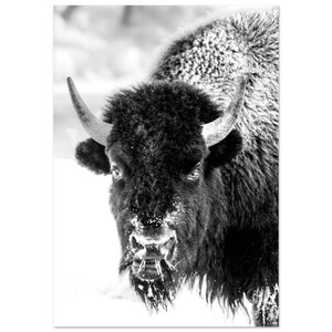 Black and White Bison on Aluminum Dibond Print