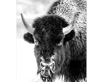 Black and White Bison on Aluminum Dibond Print