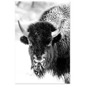 Black and White Bison on Aluminum Dibond Print image 4