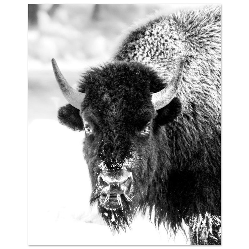 Black and White Bison on Aluminum Dibond Print image 5
