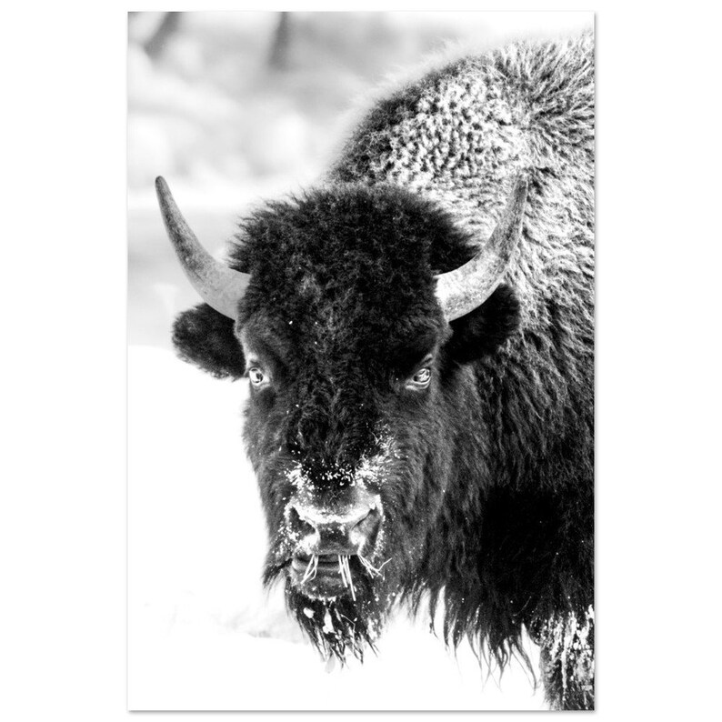 Black and White Bison on Aluminum Dibond Print image 3