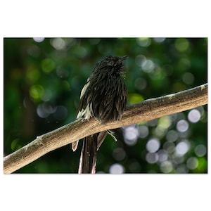 Perched Bird on Aluminum Dibond Print